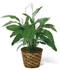 Peace Lily Plant