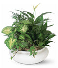 Medium Dish Garden